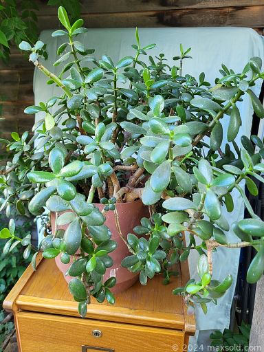 MaxSold Auction: This online auction includes furniture such as a treadle sewing machine table, wooden tea wagon, trunks, pantry, maple chest of drawers, bookshelf, dresser, tables, chairs, washstand, oak hall seat and others, vintage Pyrex, wall art, lamps, kitchenware, Fenton glass, birdcage, cast iron, carnival glass, rugs, Radley lawnmower, bicycle, crocks, jade plant, saddle, Blue Mountain figures, French doors and more!