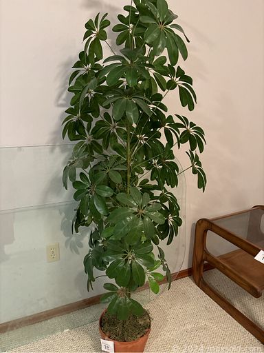 MaxSold Auction: This online auction includes furniture such as a sewing table, bench, china cabinet, dining room set, outdoor loveseat, hope chest, Ikea dresser, chairs, recliner, cabinet and others, chest freezer, kitchenware, small kitchen appliances, cleaning supplies, sewing machine and supplies, hanger, clothing, shoes, accessories, vintage TV, electronics, plants, plant stand, seasonal decor, Radio Flyer wagon, garden supplies, Nikon camera, Cottage Rose china and much more!