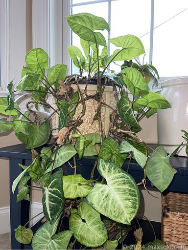 MaxSold Auction: This online auction includes furniture such as a china hutch, leather reclining couch, Saloniture stretching table, stepstool chair, metal shelving unit, chairs, papasan chair, tool chest, dining table set, secretary desk, Ethan Allen wood table, sofa, rocker and others, Roomba, lamps, vases, glassware, greenery, kitchenware, small kitchen appliances, tools, hardware, wall art, baskets, linens, toiletries, Weber grill, cleaning supplies, yard tools, clothing, accessories, Schwinn bike, Vizio LED TV, electronics, golf equipment, drone seasonal decor and many more!