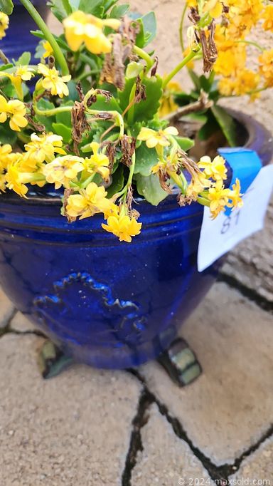 MaxSold Auction: This online auction features Chinese longevity cabinet, jewelry, women’s shoe & clothing, men’s clothing, antique china cabinet, sewing machine, watch, decanters, garden pots, live plants, Takamakura lamps, jewelry dresser, rugs and much more!