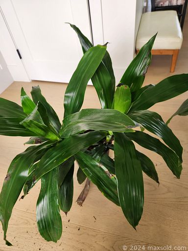 Auction 106275 (3 of 4)