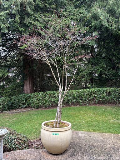 MaxSold Auction: This online auction features hand tools, garden pots, games, toys, sports equipment, office supplies, collector plates, Royal Doulton Bunnykins, small kitchen appliances, women’s boots & bags, hand-painted room divider, live plants, roll top desk, solid wood furniture, pressure washer and much more!