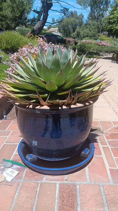 MaxSold Auction: This online auction features sterling silver jewelry, coins, vintage leather recliner, cowboy boots, art pottery, turquoise and silver jewelry, Native American art, standing mirror, vintage spotting scope, live plants, garden pots, art glass, patio furniture, men’s & women’s shoes & clothing, chippers, stoneware, small kitchen appliances, washer, dryer, watches, chainsaw, stained glass window, wind chimes, vintage books, TV, desktop computer & accessories, office supplies, 4 poster bed, power & hand tools, yard tools, vinyl records, dragonfly collection, and much, much, more!!!