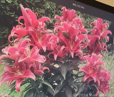 Auction 105344 (3 of 4)