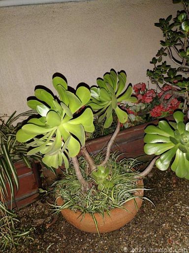 MaxSold Auction: This online auction features patio furniture, standing mirror, garden decorations, refrigerator, roll top desk, antique sugar scuttle, leather chairs, vinyl records, live plants, Jacuzzi hot tub, music jewelry tables, mini-fridges, upright freezer, collectible plate, free-standing bar, workout equipment and much more!