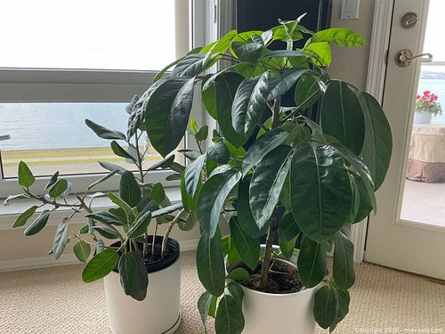 2 Live Schefflera Plants (1 of 7)
