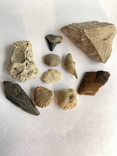 COLLECTION OF SMALL SHELL and SHARKFOSSILS : 10,000 to over 500 million years old (1 of 12)