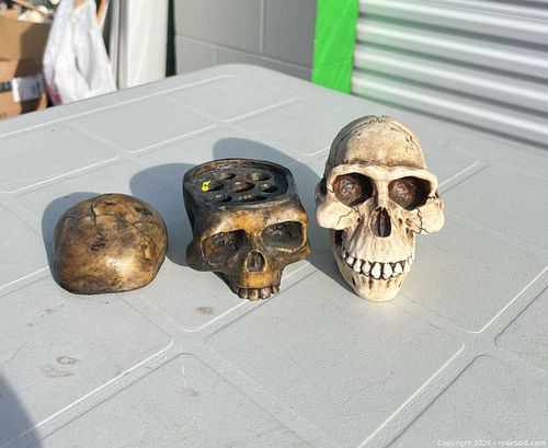 Set of 3 Decorative Skulls -ebn (1 of 7)