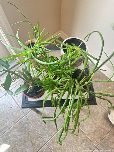 Succulent & Cacti Bundle with Terracotta and Ceramic Pots (1 of 10)