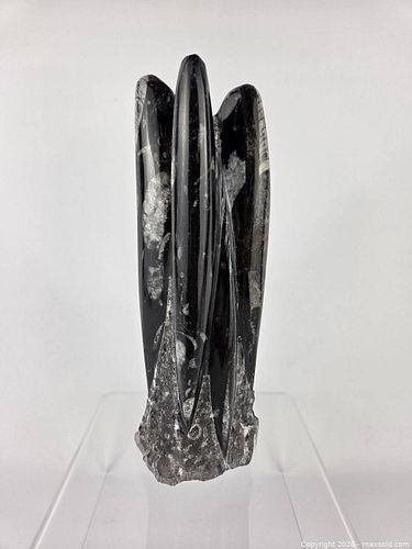 Lot #31 (1 of 12)
