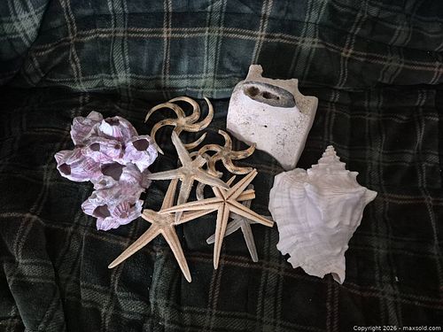 Mixed Natural Seashells and Sea Creatures (1 of 6)