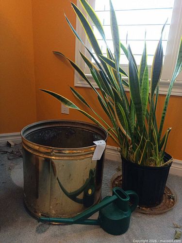 Brass Pot, Plant B (1 of 10)