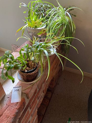 Potted Houseplants Including Spider Plant, Aloe, and More (1 of 7)