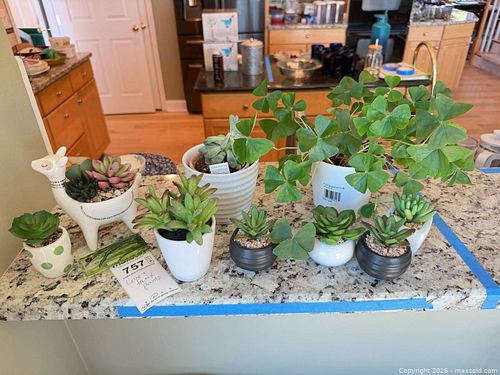 Live and Faux Plants B (1 of 11)