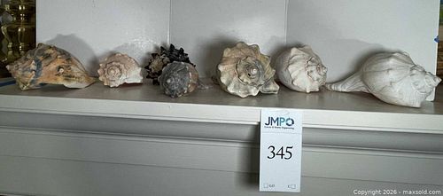 Lot #345 (1 of 7)
