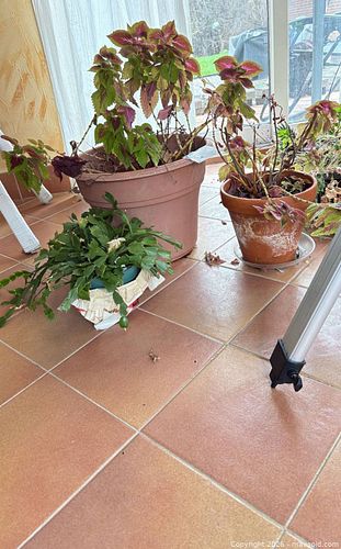 Indoor Potted Plants B (1 of 6)