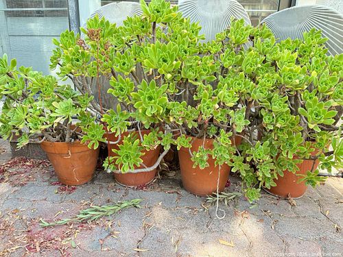 Four Plants in Terracotta pots  (1 of 10)