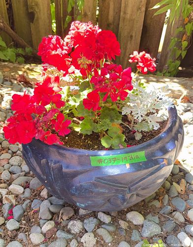 Lot #37 (1 of 6)