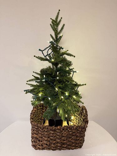 Lot #50 (1 of 3)