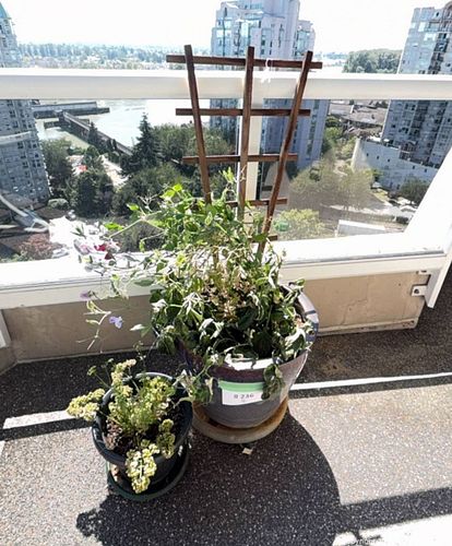 Blue Glazed Ceramic Planter with Trellised Sweet Pea & Black Plastic Planters with Wooden Trellis (1 of 9)