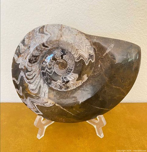 Polished Goniatite Fossil (1 of 10)