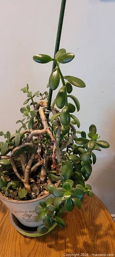 Jade Plant in Pot (1 of 6)