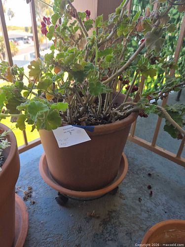 Red Geranium (Pelargonium) in Terracotta Pot, approx. 14 in W (1 of 4)