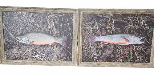 Pair of Framed Trout Photo Prints (1 of 4)