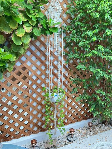 Hanging Pothos Plant in Ceramic Pot with Macramé Hanger (1 of 5)