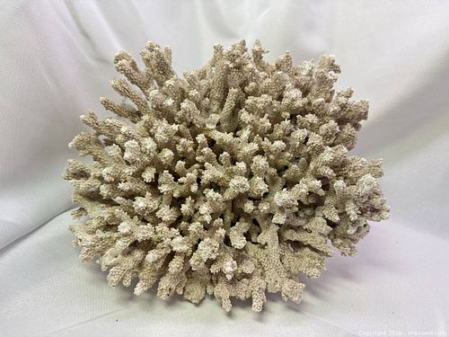 Huge Natural Decorative Coral Specimen (1 of 5)