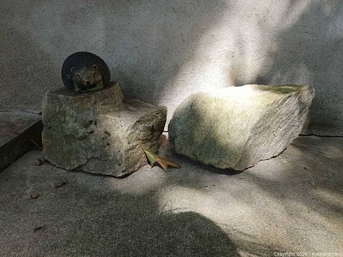 Hedgehog, Stones B (1 of 10)