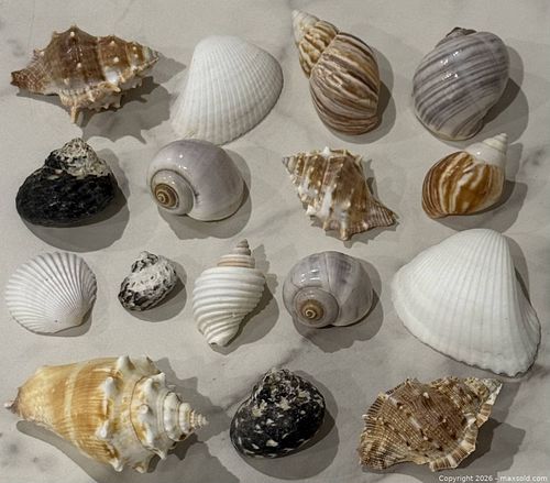 Mixed Natural Seashells, 16 Pieces, Small & Medium (1 of 3)