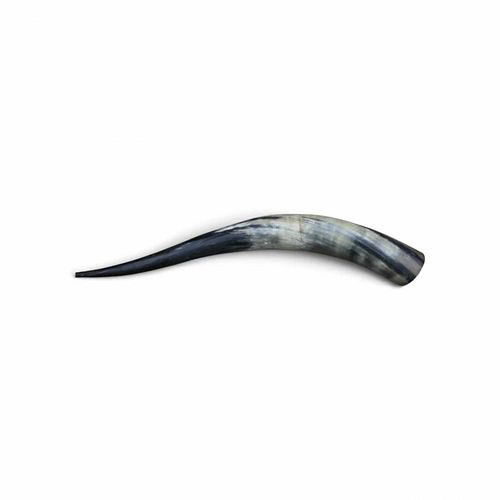 Polished Bull Horn (1 of 4)