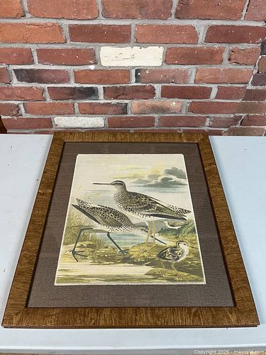 Framed Ornithological Print, 24 x 27 in, Wood Brown Frame (1 of 4)