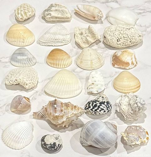 Mixed Lot of 24 Natural Seashells and Coral Pieces (1 of 3)