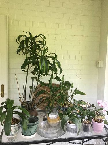 Lot #0278 (1 of 16)
