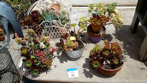 Lot #0039 (1 of 5)