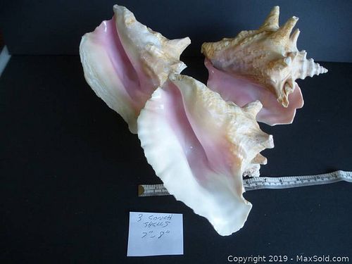 Lot #0241 (1 of 5)