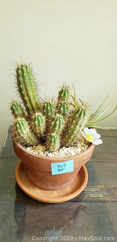 Lot #0261 (1 of 5)