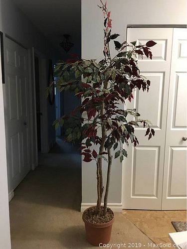 Lot #0085 (1 of 3)