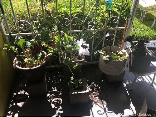 Lot #0220 (1 of 11)