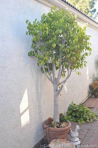 Lot #0558 (1 of 8)