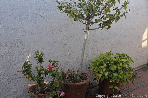 Lot #0559 (1 of 8)