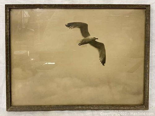 Antique Photo Of Seagull (1 of 5)