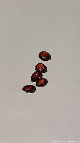 Lot #21 (1 of 8)