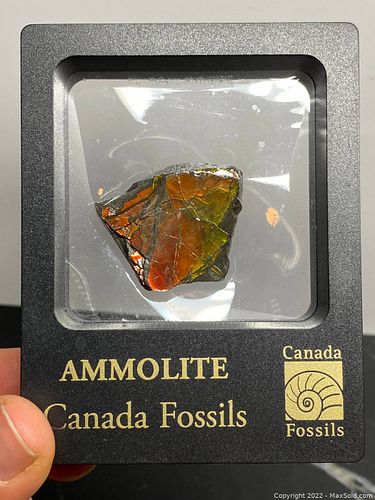 Lot #215 (1 of 12)