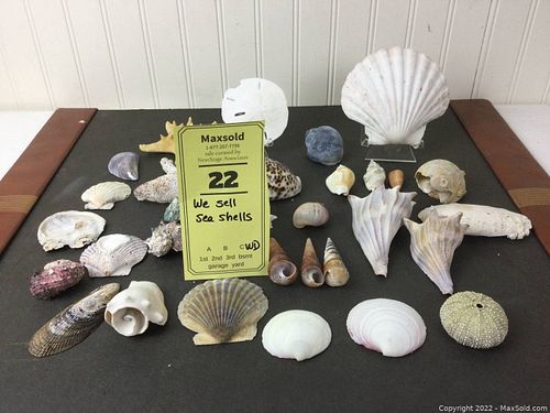 Lot #22 (1 of 8)