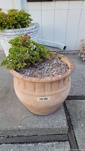 Lot #186 (1 of 2)