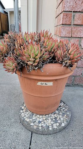 Lot #192 (1 of 2)