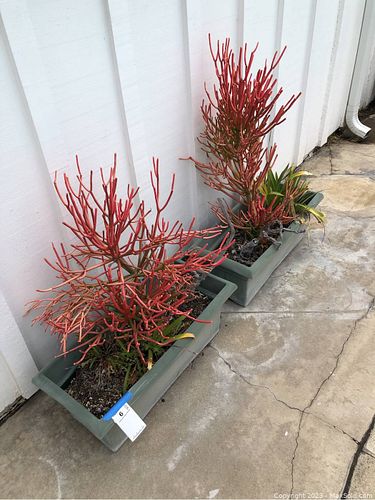 Lot #6 (1 of 7)